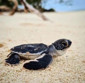 Green Sea Turtle