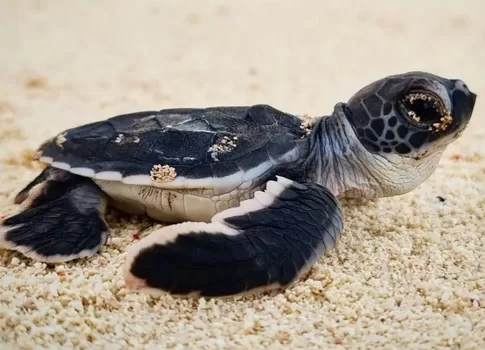 Green Sea Turtle