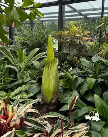 Rare Corpse Flower Bloom