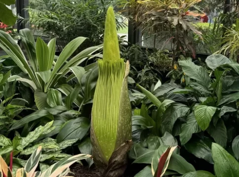 Rare Corpse Flower Bloom