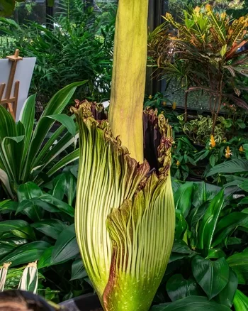 The corpse plant is starting to open