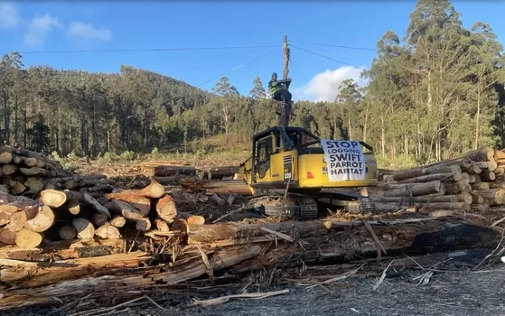 Logging protest in Swift Parrot breeding habitat