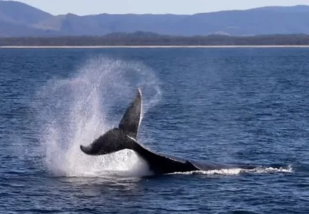 Forster Whale Watching © Mark Anning photo 2020