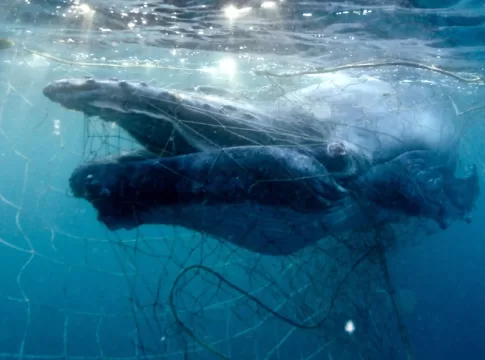 Humpback whale entangled in a shark net