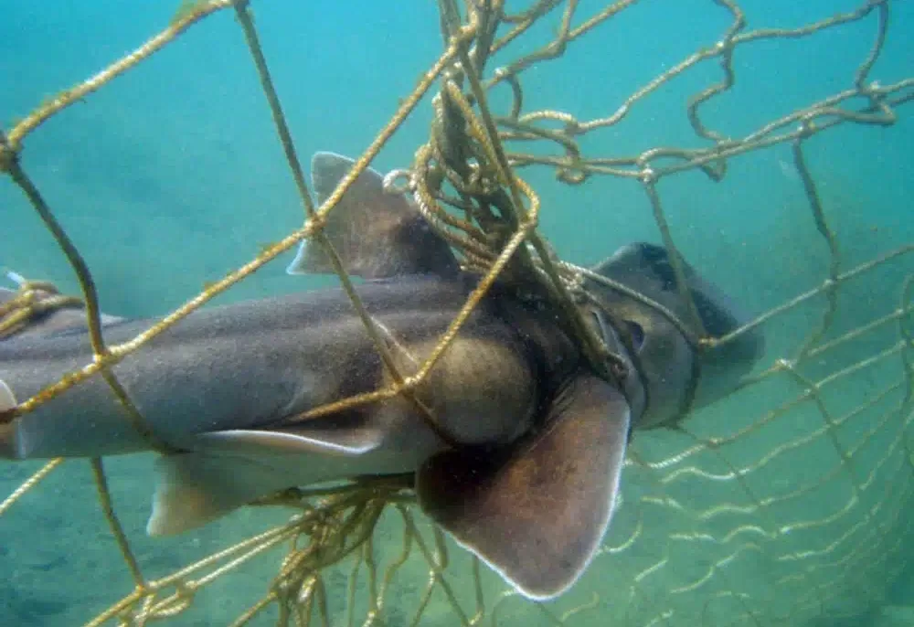 Port Jackson shark caught in a Shark net