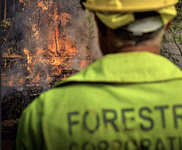 NSW Is Paying Millions to Log Forests That No Longer Exist